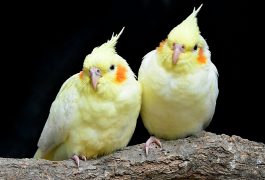 インコの発情について