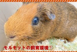 モルモットの飼育環境